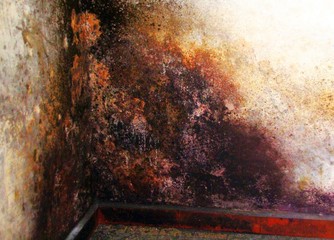 schimmel an einer wand