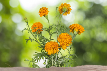 Marigold Flower For Thailand