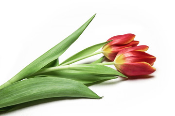 Fresh flowers, red tulips