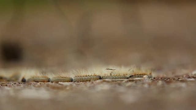 The row of hairy caterpillar of silkworm