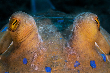 Blaupunktrochen Fleckenstechrochen (Taeniura lymma)