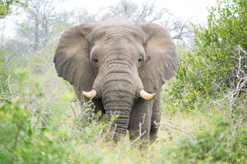 African Elephant, Kruger National Park, South Africa