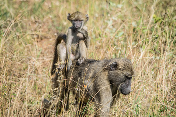 Riding Monkey, Kruger National Park, South Africa