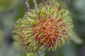 rambutan fruit with green hair on the tree.