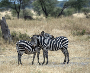 Fototapeta na wymiar Two zebra standing in dried grass, one resting his head on the other's back, both with brown noses. Tarangire National Park. Tanzania, Africa
