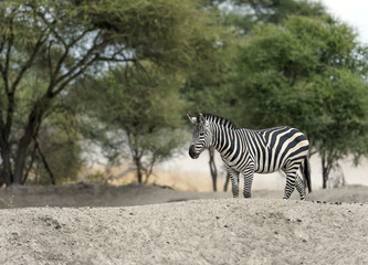 Fototapeta na wymiar Single Zebra walking right to left, on white rock with trees in background. Tarangire National Park, Tanzania, Africa