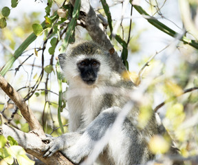 Vervet monkey, sitting on branch with arms folded over legs, looking very sad with green foliage in background. Tarangire National Park, Tanzania, Africa