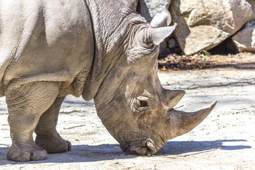 White Rhinoceros closeup