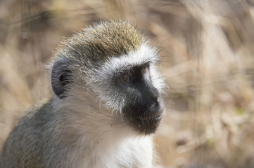 Vervet monkey, looking right, show ears and big eyes. Tarangire National Park, Tanzania, Africa