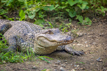 American Alligator near vegetation