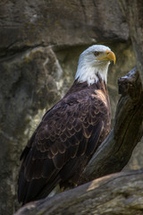 Bald Eagle close up