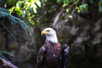 Bald Eagle near trees in Rhode island