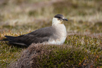 Close up of an Arctic Skua (Stercorarius parasiticus), sitting on the ground