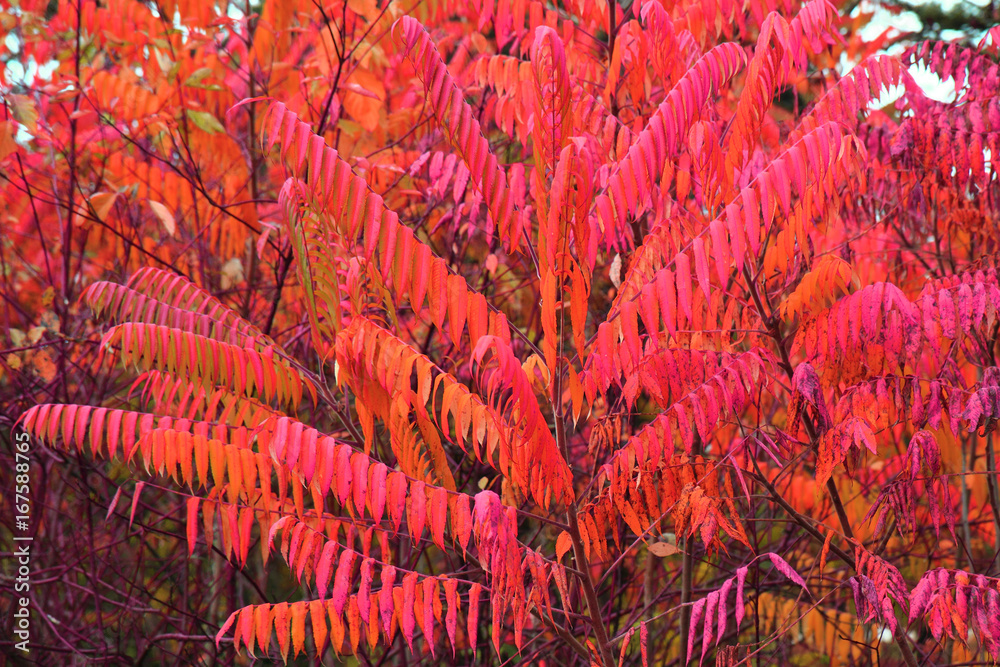 Sticker autumn color leaves texture