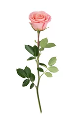 Photo sur Aluminium Roses Pink rose in full depth of field. Detailed retouch.