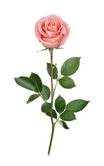 Pink rose in full depth of field. Detailed retouch. - obrazy, fototapety, plakaty