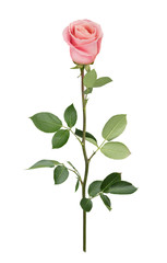 Obraz premium Pink rose in full depth of field. Detailed retouch.