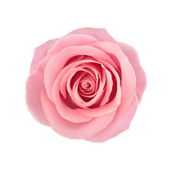 Coral rose flower. Detailed retouch - obrazy, fototapety, plakaty