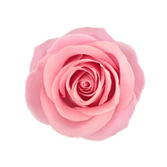  Koraal roze bloem. Gedetailleerd retoucheren © dizolator