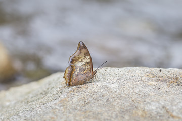 Beautiful butterfly  on stone in garden