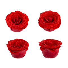 Fototapeta premium Coral rose flower. Detailed retouch