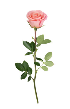 Fototapeta Pink rose in full depth of field. Detailed retouch.