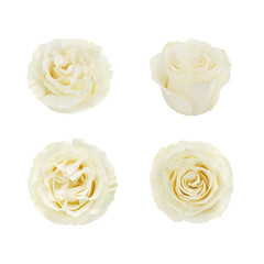 Set of white roses. Detailed retouch