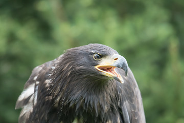 Sea eagle(Haliaeetus albicilla) 