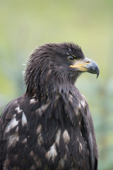 Sea eagle(Haliaeetus albicilla) 