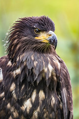 Sea eagle(Haliaeetus albicilla) 