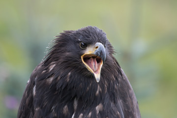 Sea eagle(Haliaeetus albicilla) 
