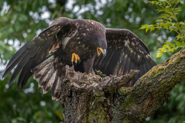 Sea eagle(Haliaeetus albicilla) 
