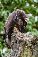 Sea eagle(Haliaeetus albicilla) 