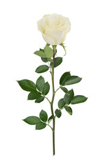 Obraz premium White rose in full depth of field. Detailed retouch.