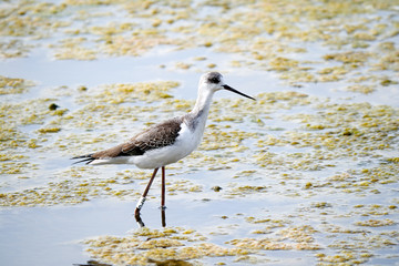 Bird walking on the lake water looking for eat