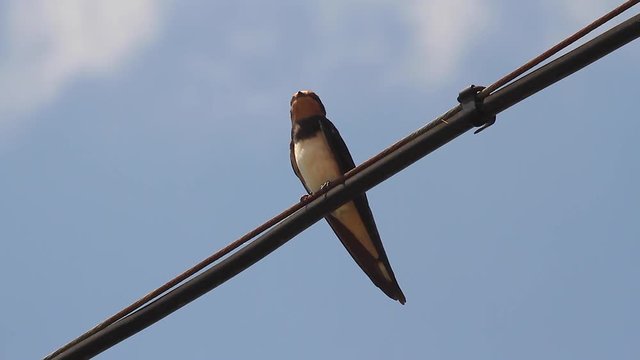 Golondrina posada en un cable a la caza de insectos voladores