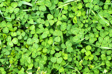 Green clover,  textural background