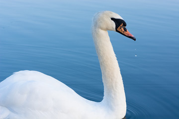 White swan beautiful portrait