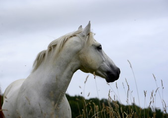 proud, beautiful white horse looking proud