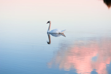 White swan at first light on a lake