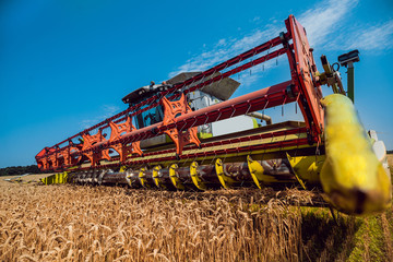 Combine harvester in action on wheat field. Process of gathering a ripe crop.