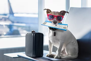 Aluminium Prints Crazy dog dog in airport terminal on vacation