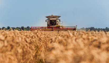 Fototapeta premium Combine harvester in action on wheat field. Process of gathering a ripe crop.
