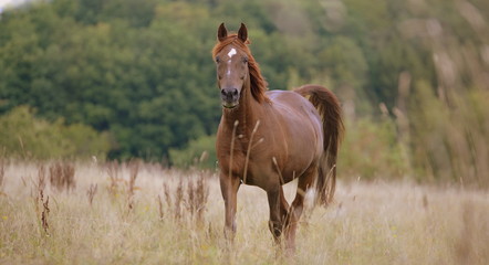Fototapeta premium Traumpferd, fuchsfarbens Pferd,steht aufmerksam im vertrockneten Gras