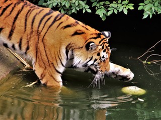 Tiger. Wasser.