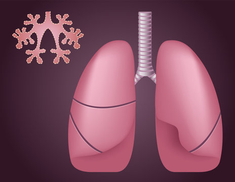 Human lungs alveoli . Medical science vector / anatomy