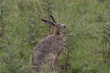 brown hare