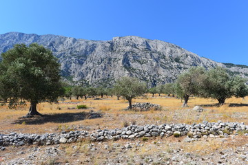 Olivenbäume im Gebirgsmassiv der Insel Samos 
