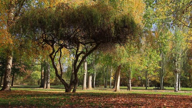 Actividad de ma&ntilde;ana en parque publico oto&ntilde;al de la ciudad con
personas haciendo ejercicio y deporte