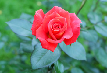 Coral Rose on a background of foliage.